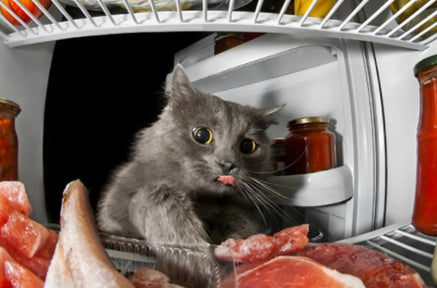 How to Prepare Homemade Diets for My Cat?